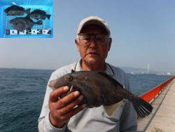 神戸市立平磯海づり公園　ウマヅラ、グレ