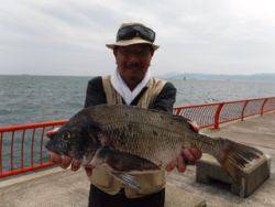 神戸市立平磯海づり公園　チヌ　記録賞！　52㎝