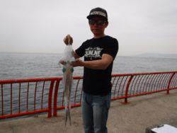 神戸市立平磯海づり公園 エギングでアオリイ…