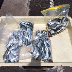 和歌山マリーナシティ海釣り公園　イワシ300尾