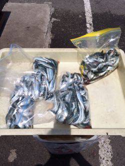 和歌山マリーナシティ海釣り公園　イワシ30…