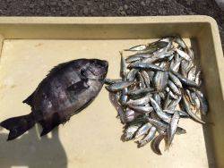 和歌山マリーナシティ海釣り公園　豆アジ、イシダイ