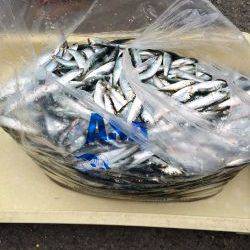 イワシ絶好釣！！マリーナシティ海釣り公園