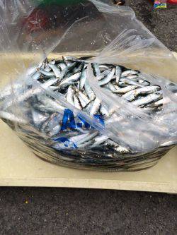 イワシ絶好釣！！マリーナシティ海釣り公園