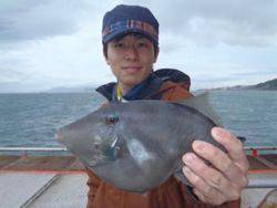 神戸市立須磨海づり公園　良型ウマヅラハギ