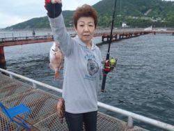 神戸市立須磨海づり公園　マダイ、ガシラ