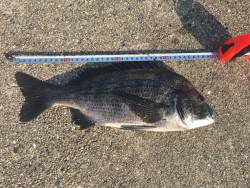 ヘチ釣りでチヌ