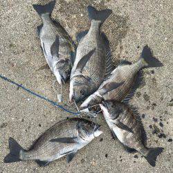 ヘチ釣りでチヌ