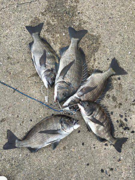 ヘチ釣りでチヌ