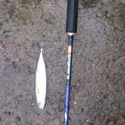 ショアジギでサバが釣れはじめてます！