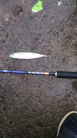 ショアジギでサバが釣れはじめてます！