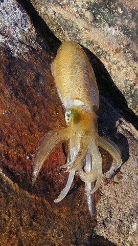 磯からアオリイカ