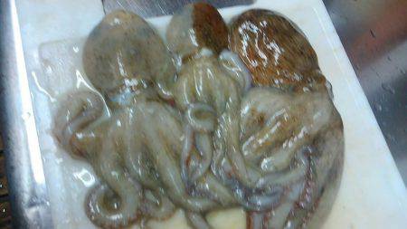 初めてのタコ釣り