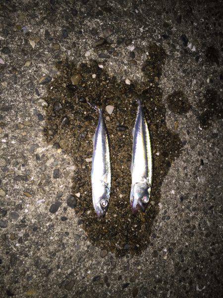 今日もガシラかなと思ったけれど‼