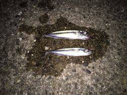 今日もガシラかなと思ったけれど‼