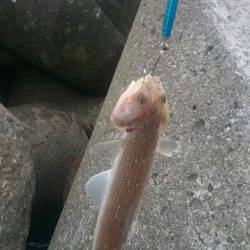 エソしかおらん！