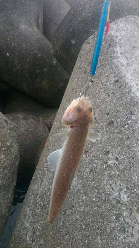 エソしかおらん！