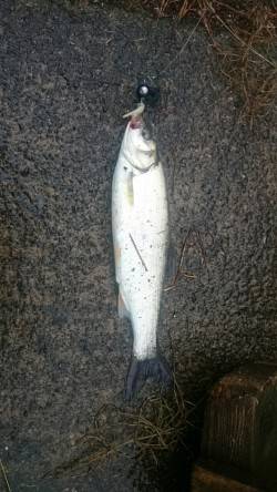 外道しか釣れない…