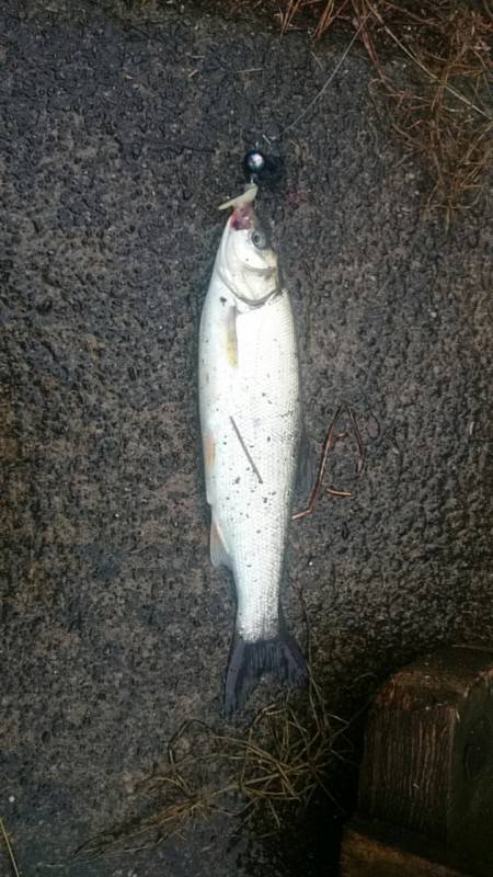 外道しか釣れない…