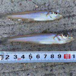 久しぶりのキス釣り