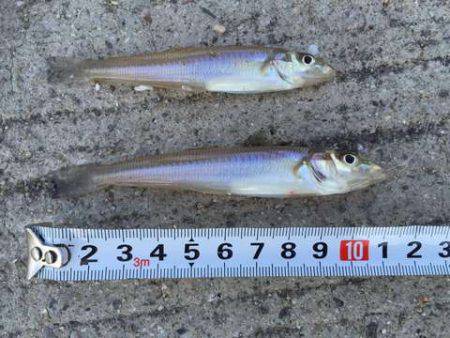 久しぶりのキス釣り