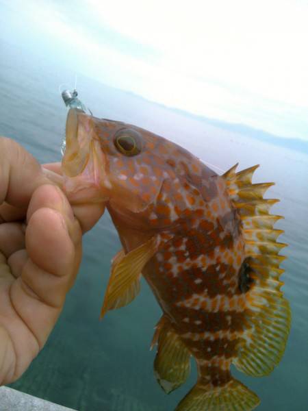 根魚の王　降臨♪