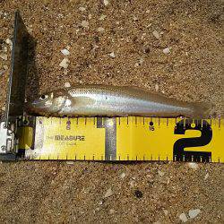 丹後サーフでキス釣り