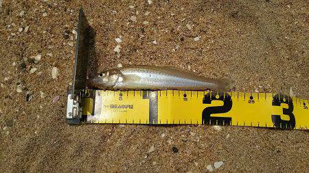 丹後サーフでキス釣り