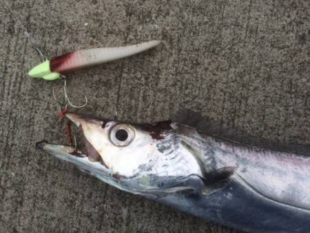 タチウオ釣行・・・和歌山