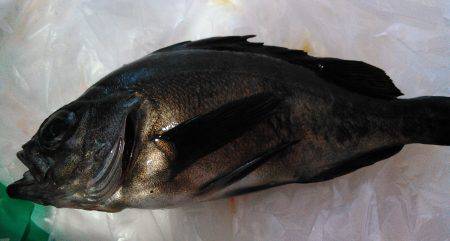 雑賀崎付近の堤防にて