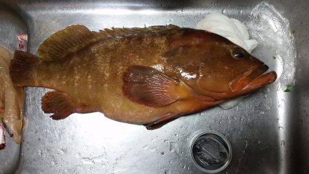 今週はだめでしたが、、、、