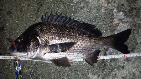 ドブチヌ調査。