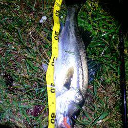 久しぶりのお魚