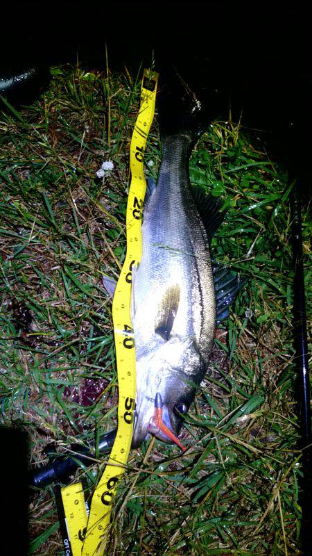 久しぶりのお魚