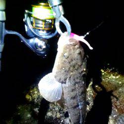 マゴチばっかり……