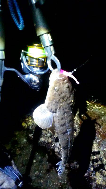 マゴチばっかり……