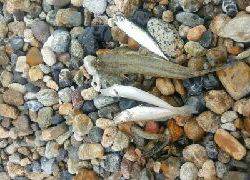 初須磨でキス狙い