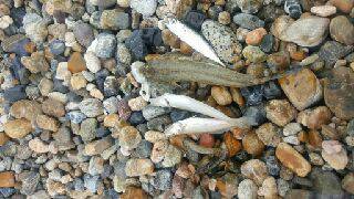 初須磨でキス狙い