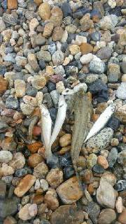 初須磨でキス狙い