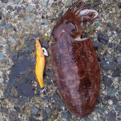 小浜新港コウイカエギング