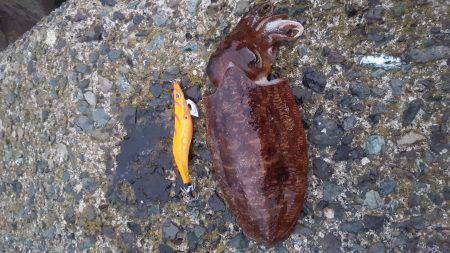 小浜新港コウイカエギング