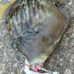 ワインドでタチウオのはずが・・・