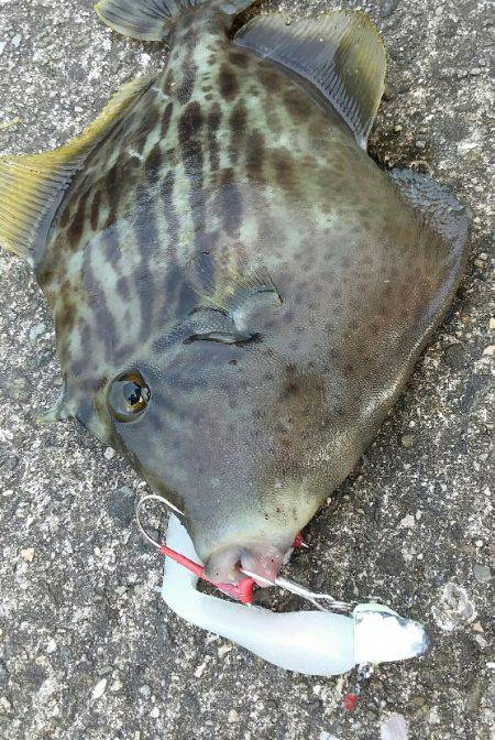 ワインドでタチウオのはずが・・・