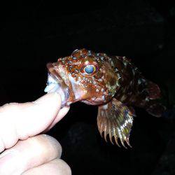 メバリングのつもりが・・・