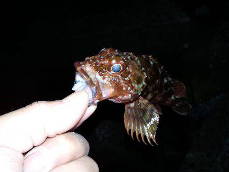 メバリングのつもりが・・・