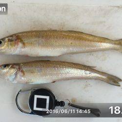 家島でベラの猛攻にあう