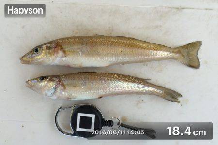 家島でベラの猛攻にあう