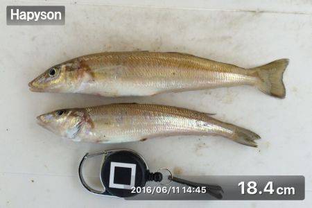 家島でベラの猛攻にあう