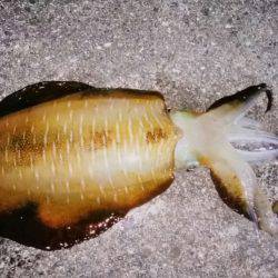 なんとか釣れました！