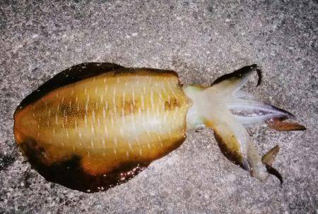 なんとか釣れました！